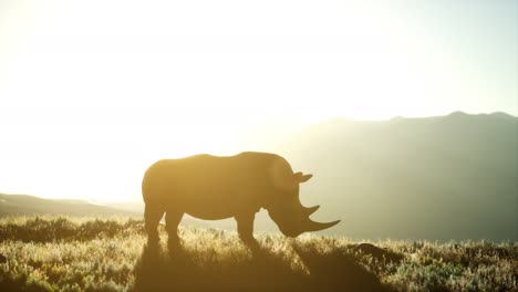 Rinoceronte-Parado-En-Un-área-Abierta-Durante-La-Puesta-De-Sol